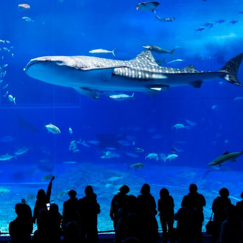 沖縄美ら海水族館